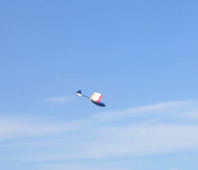 Albatoss in flight